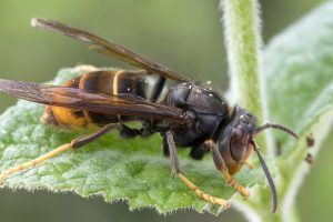 Destruction de nids d'hyménoptères