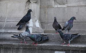 Dépigeonnage