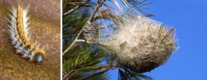 Chenilles processionnaires